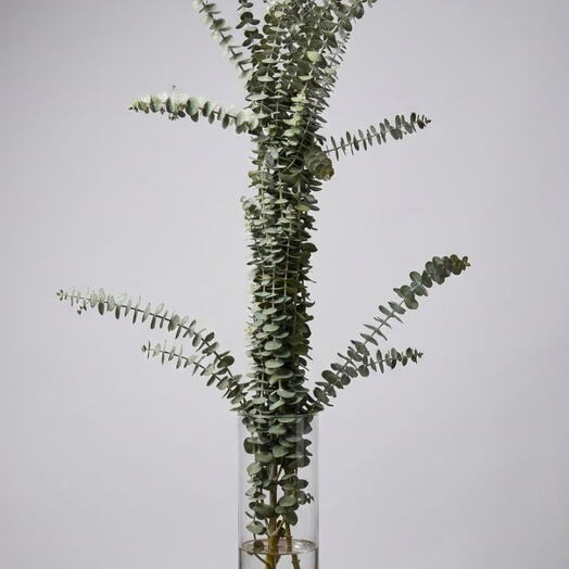 Fresh Eucalyptus Bunch in Transparent Vase – Natural Green Arrangement