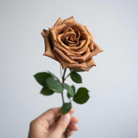 وردة توفي (وردة فاخرة من الإكوادور)