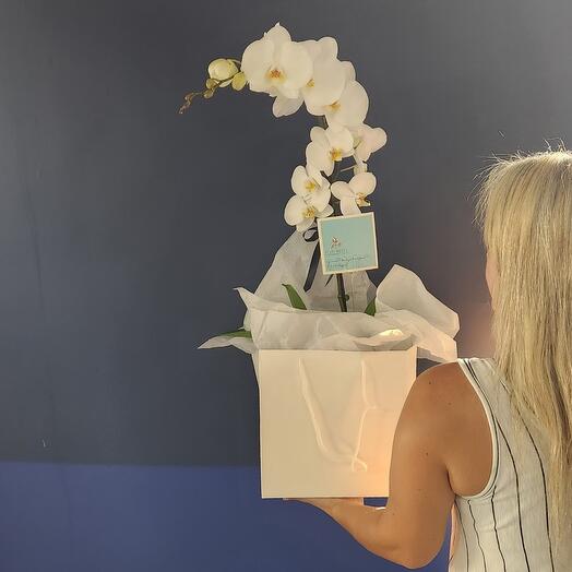 Pure Love ORCHIDE 🤍