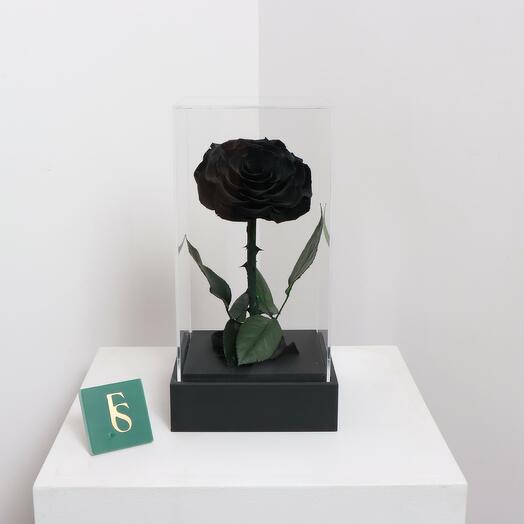 Black Forever Rose