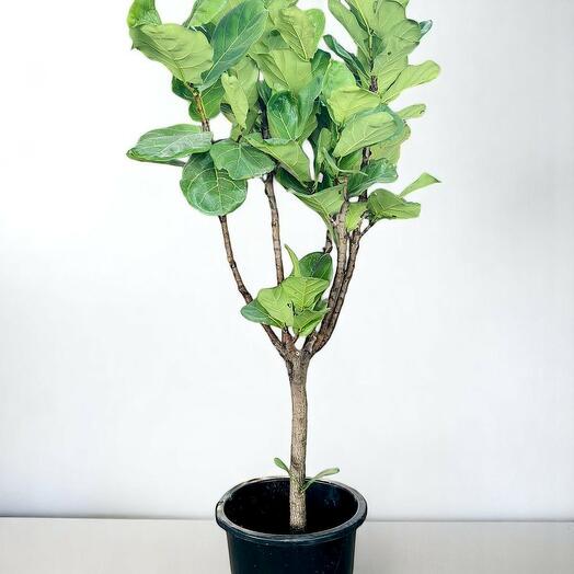 Фикус лировидный (скрипичный фикус)