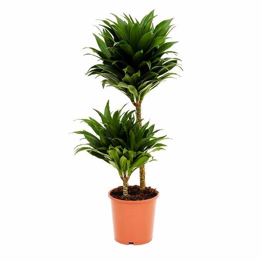 Compact Dragon Tree