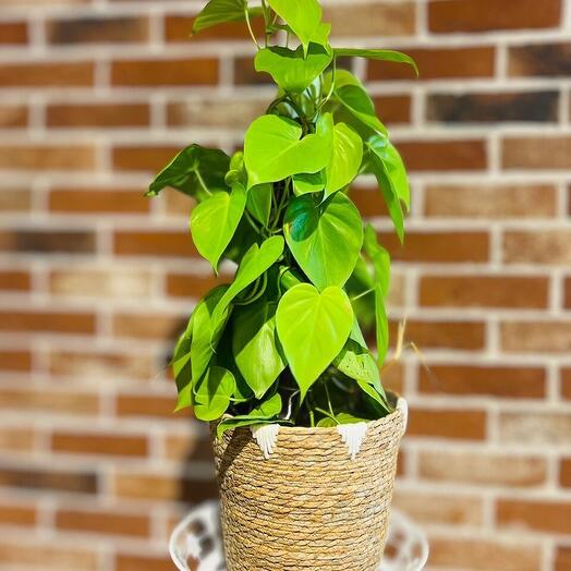 Money Indoor plant