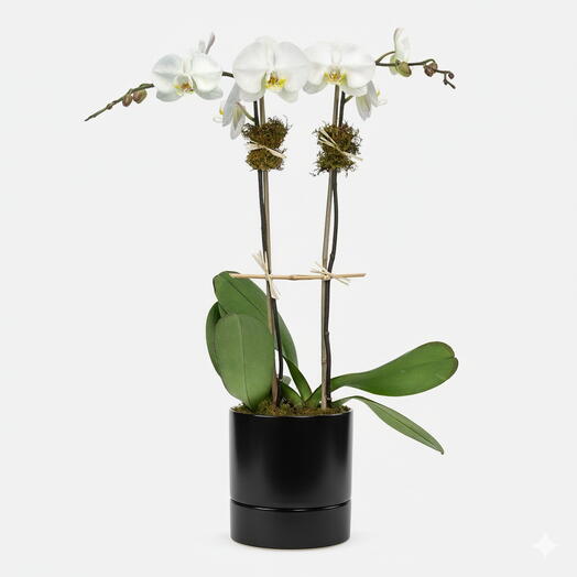 Белая орхидея, 2 стебля
