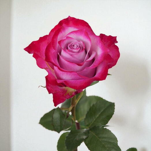 Одиночная роза глубокого пурпурного цвета