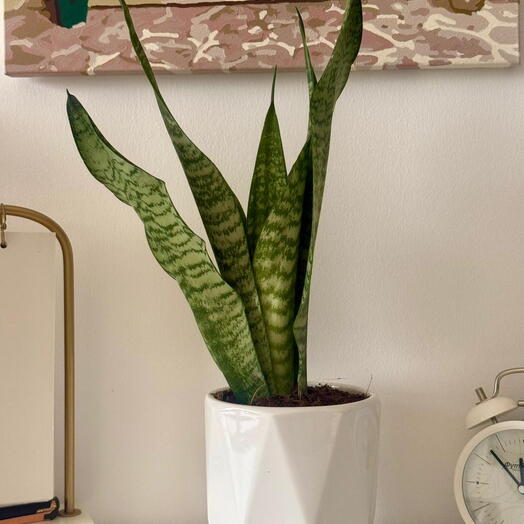 نبات الثعبان في وعاء خزفي