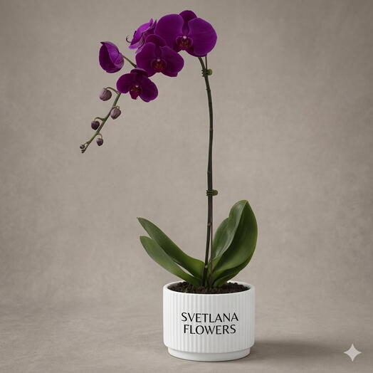 نبات أوركيد فالينوبسيس بنفسجي مهيب هدية زهرة حية أنيقة