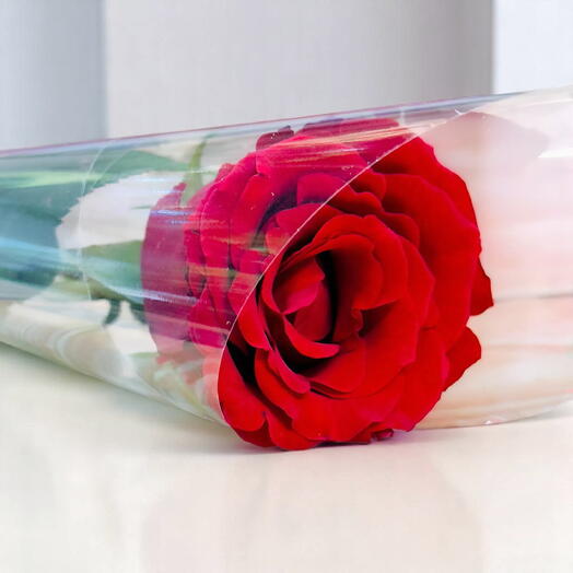 Rosa roja individual en envoltura transparente