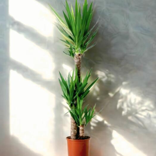 Dracaena Yucca