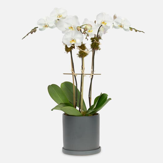 Белая орхидея - тройная