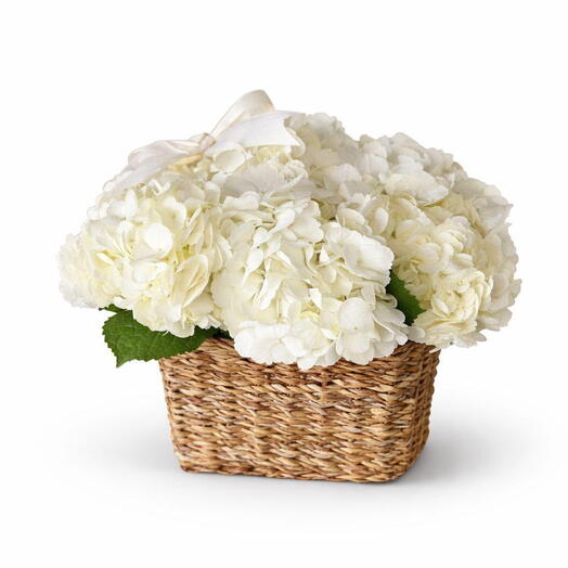 Panier d'hortensias céleste