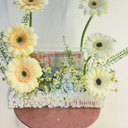 ابتسامة ذهبية جيربيرا زهرة النقود