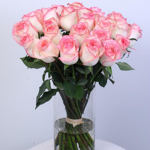 Роза Jumila двухцветная - 557