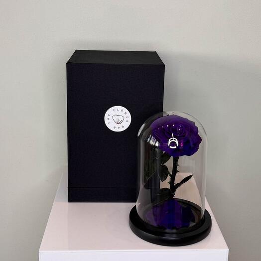 Forever Rose Dark Purple