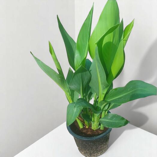 Канна индийская зелёная