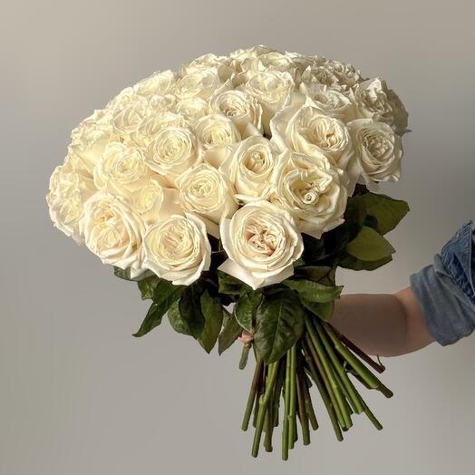 Rosa blanca (50 uds)