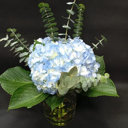 Blue hydrangea