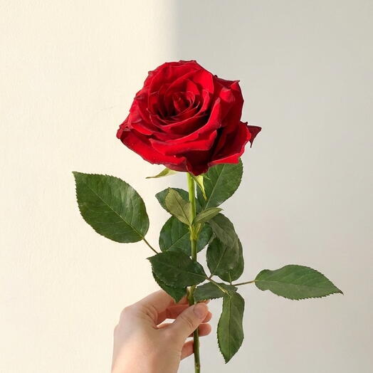 Роза Стандарт - Красная