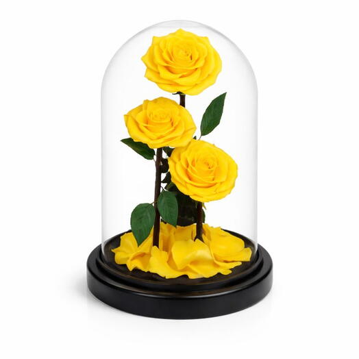3 Yellow forever Rose