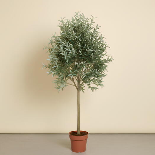 Оливковое дерево (Olea europaea)