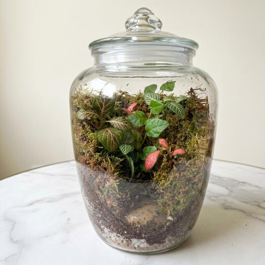 Terrarium apothicaire classique