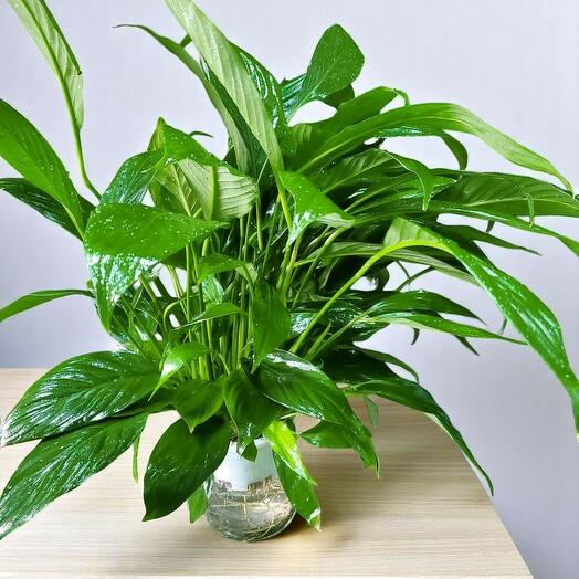 Элегантный Спатифиллум