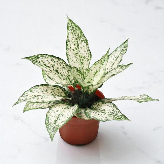 Весенний снег