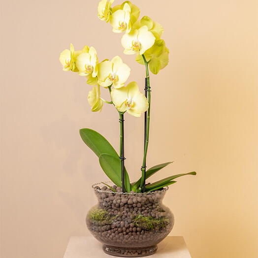 Yellow Orchids
