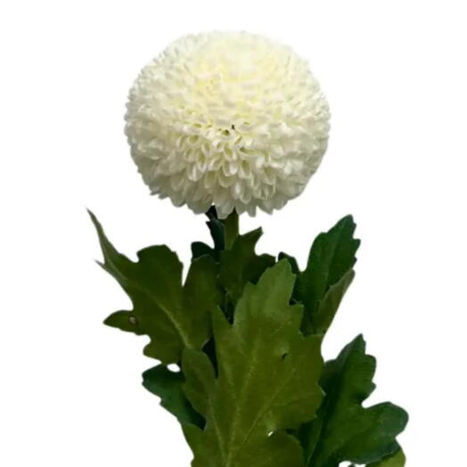 Хризантема Пинг-Понг белая за стебель