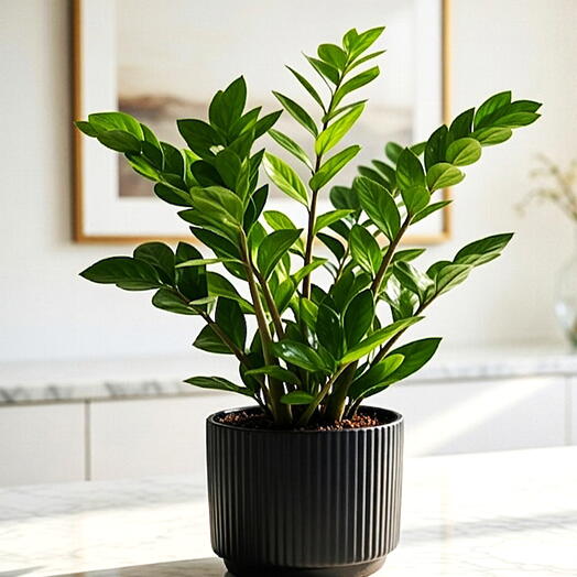 نبات زد زد الأخضر سهل العناية منقي للهواء داخلي هدية دبي