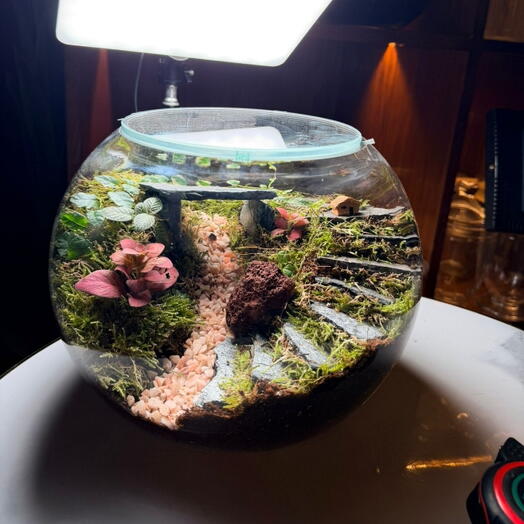 Terrarium miniature paysagé