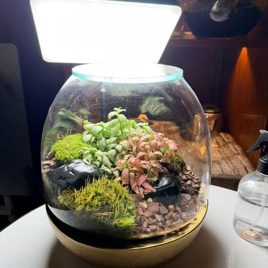 Terrarium de prairie luxuriante