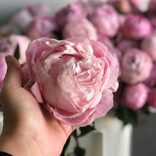 Pink Peony Sara 1210