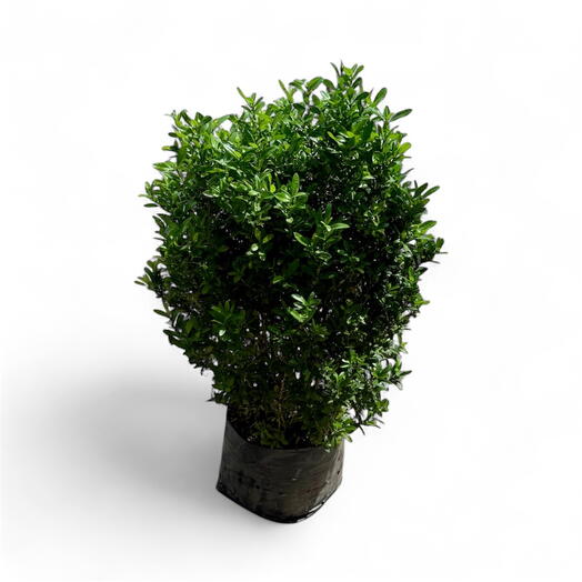 Ixora Chinensis 90cm