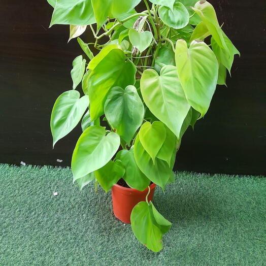 Money plant