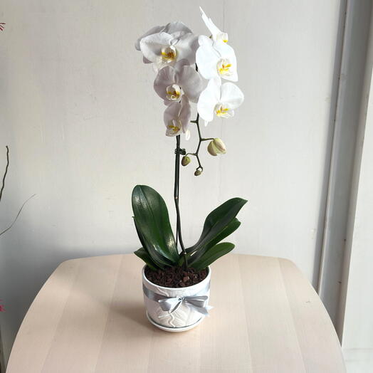 Plante d'orchidée Phalaenopsis blanche