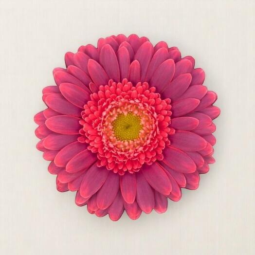 Гербера Bizar – за стебель