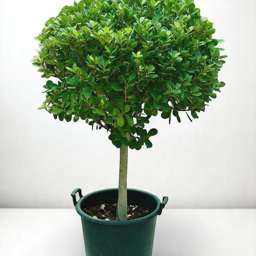 Большой шаровидный фикус