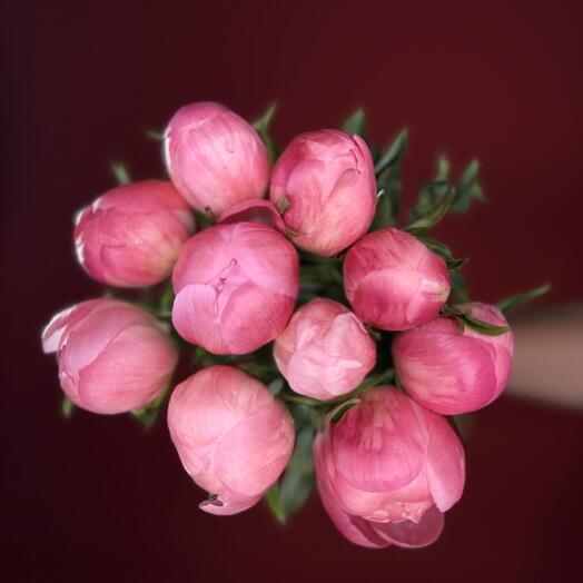 Коралловые пионы: 10 стеблей