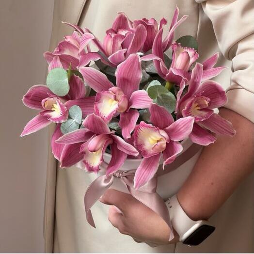 Cybidium розовый
