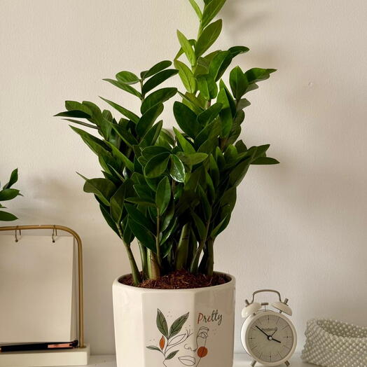 زاميوكولكاس في أصيص خزفي