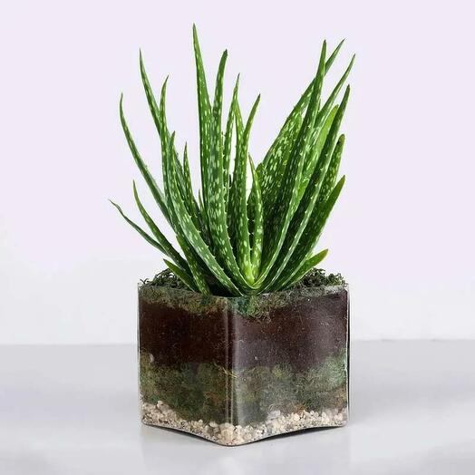 Aloe Vera Plant in Square Glass Vase