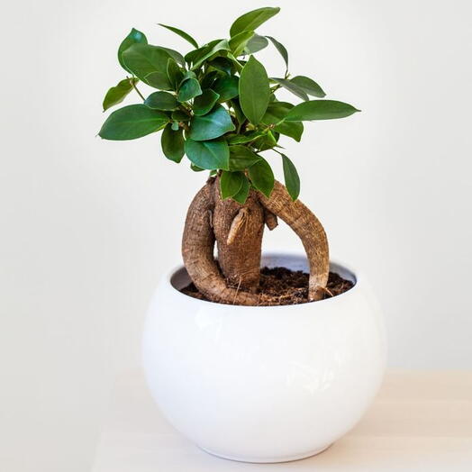 Женьшеневый бонсай