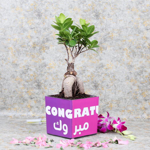 Оазис бонсай Milestone