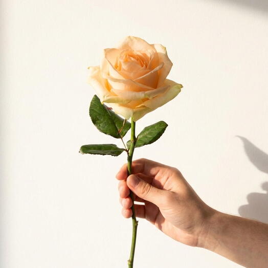 Роза Peach Magic Avalanche – премиальный одиночный стебель 50 см