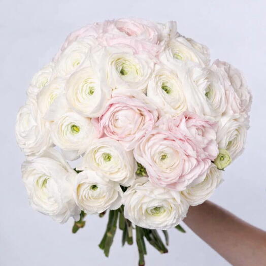 Cloud Kiss: Bouquet of 20 White and Blush-Pink Ranunculus Blooms