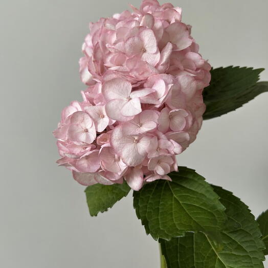 هيدرانجيا وردية (Hydrangea)