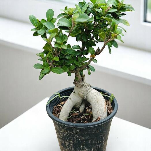 Фикус бонсай 30 см