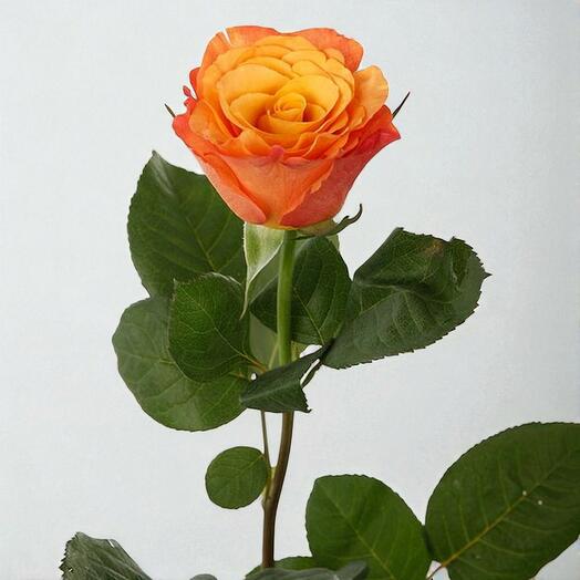 Orange rose single
