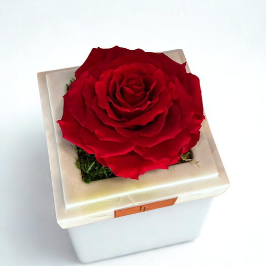 Одна красная вечная роза в мраморе